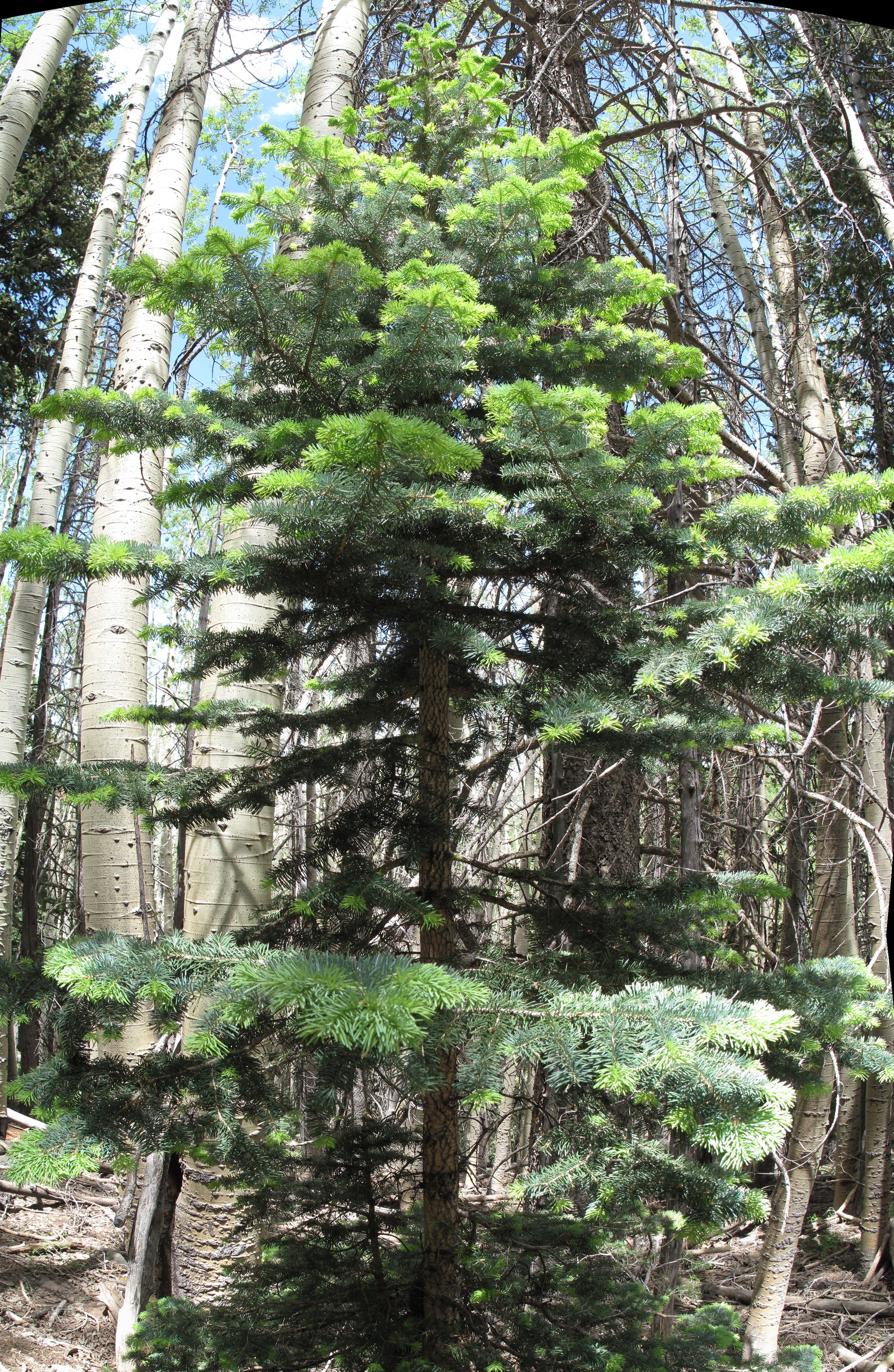 Bear Jaw/Abineau trail