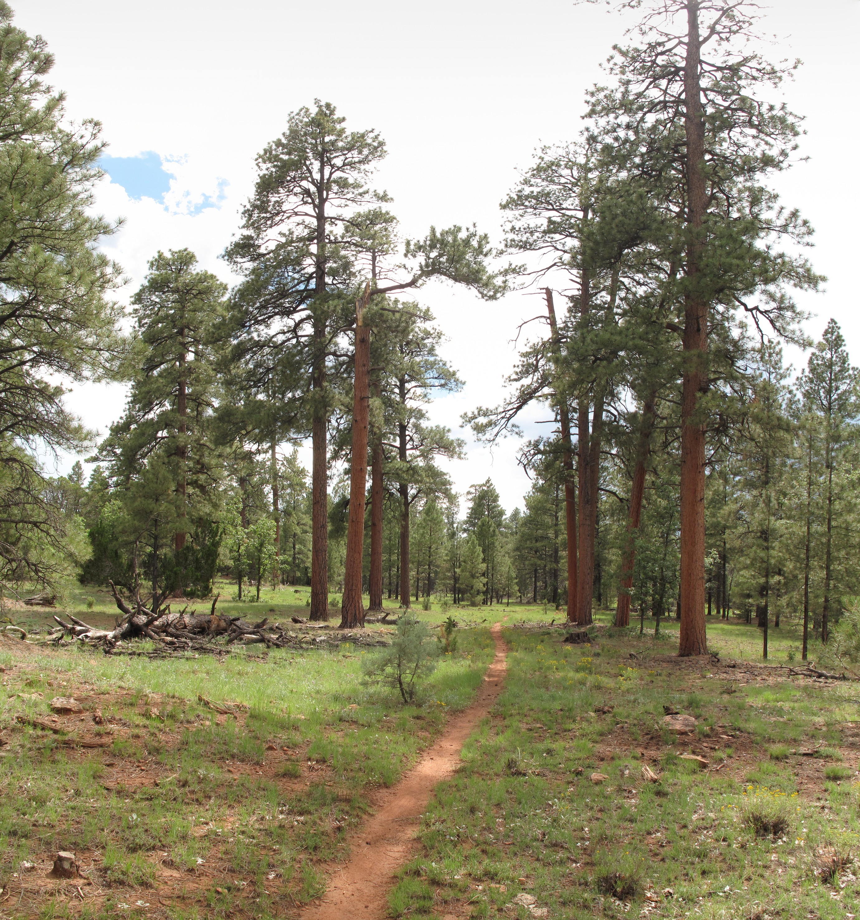 Az Trail, North of FR 303