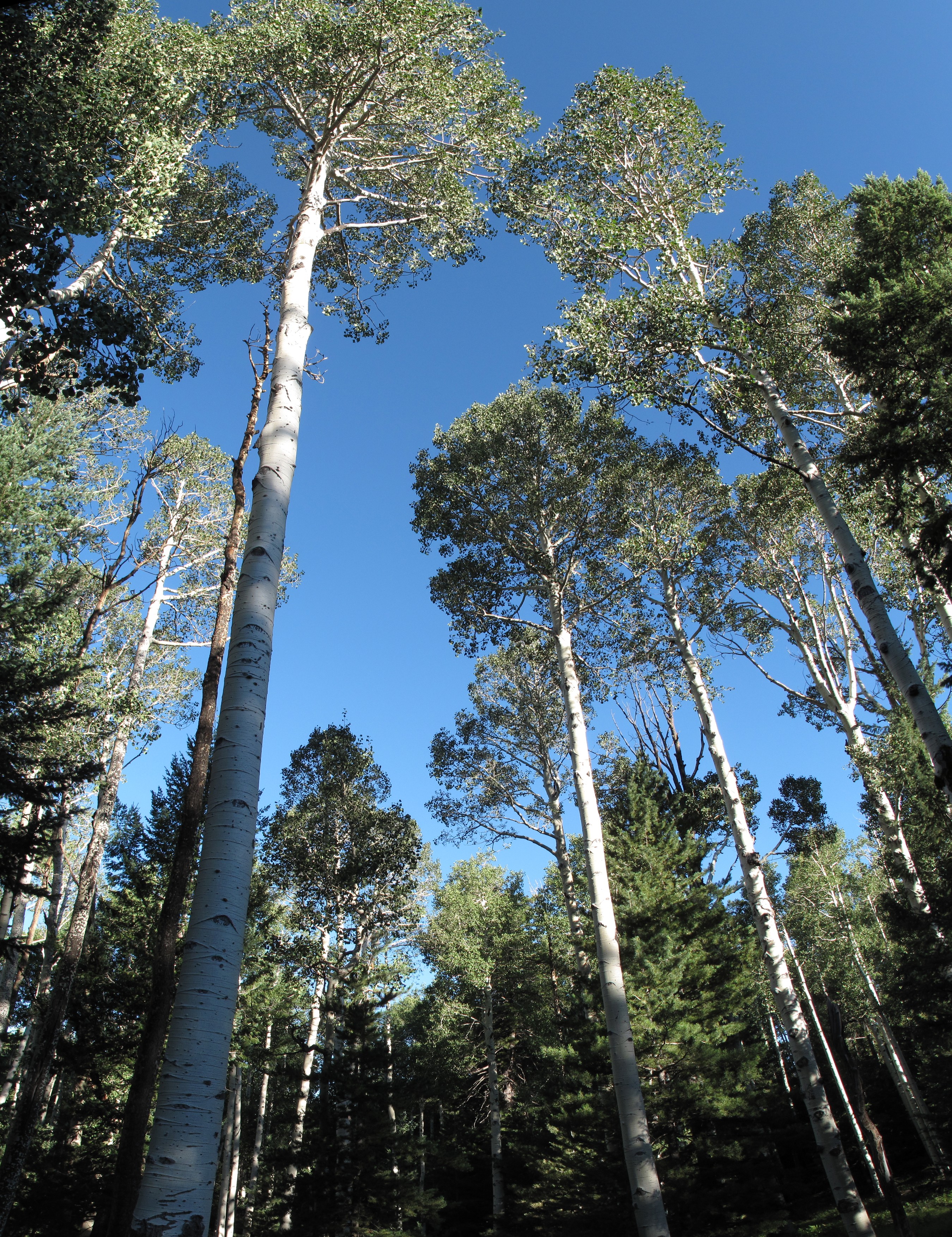 Climb – Snowbowl Road