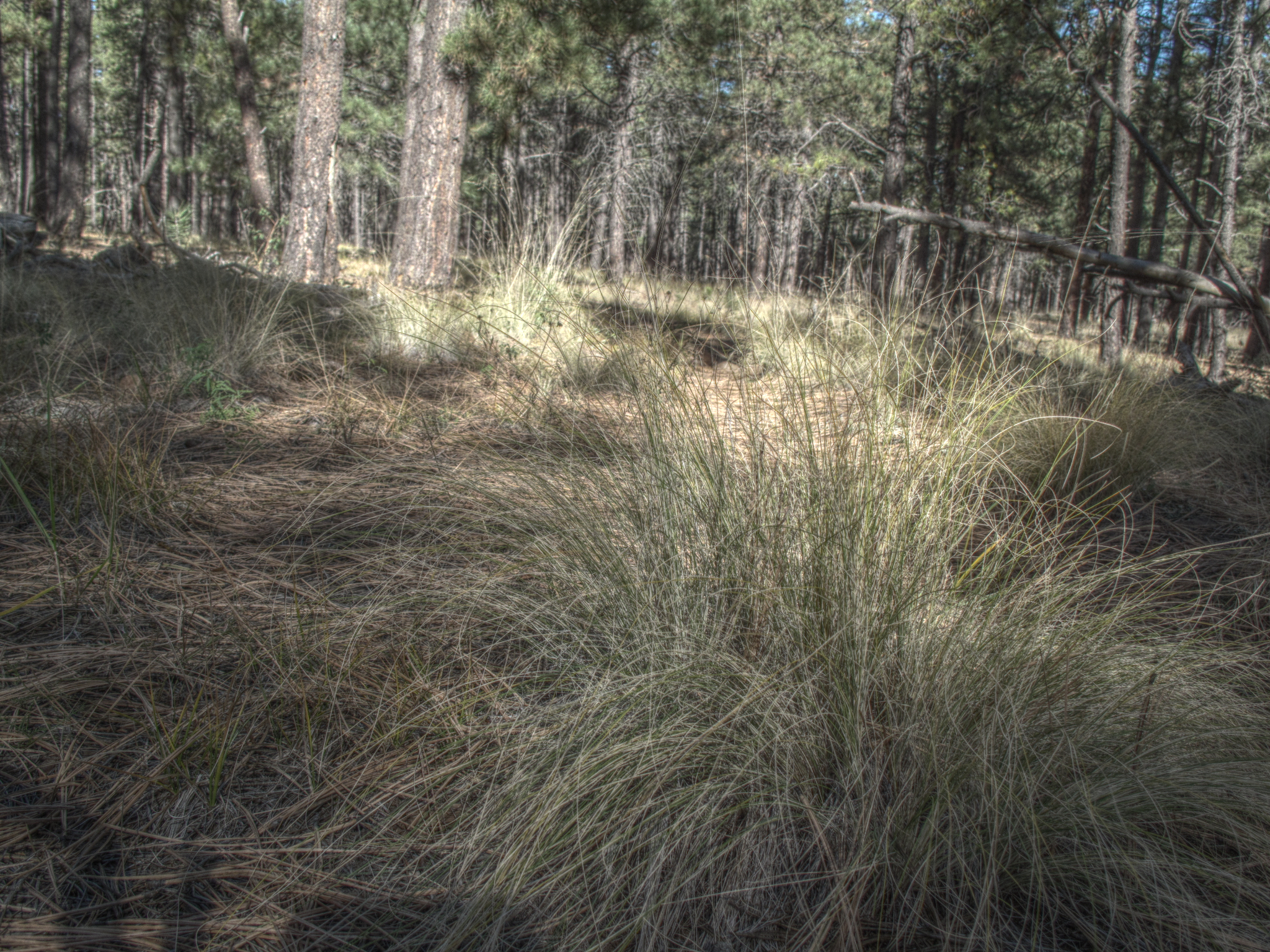 Arizona Trail near Grade tank