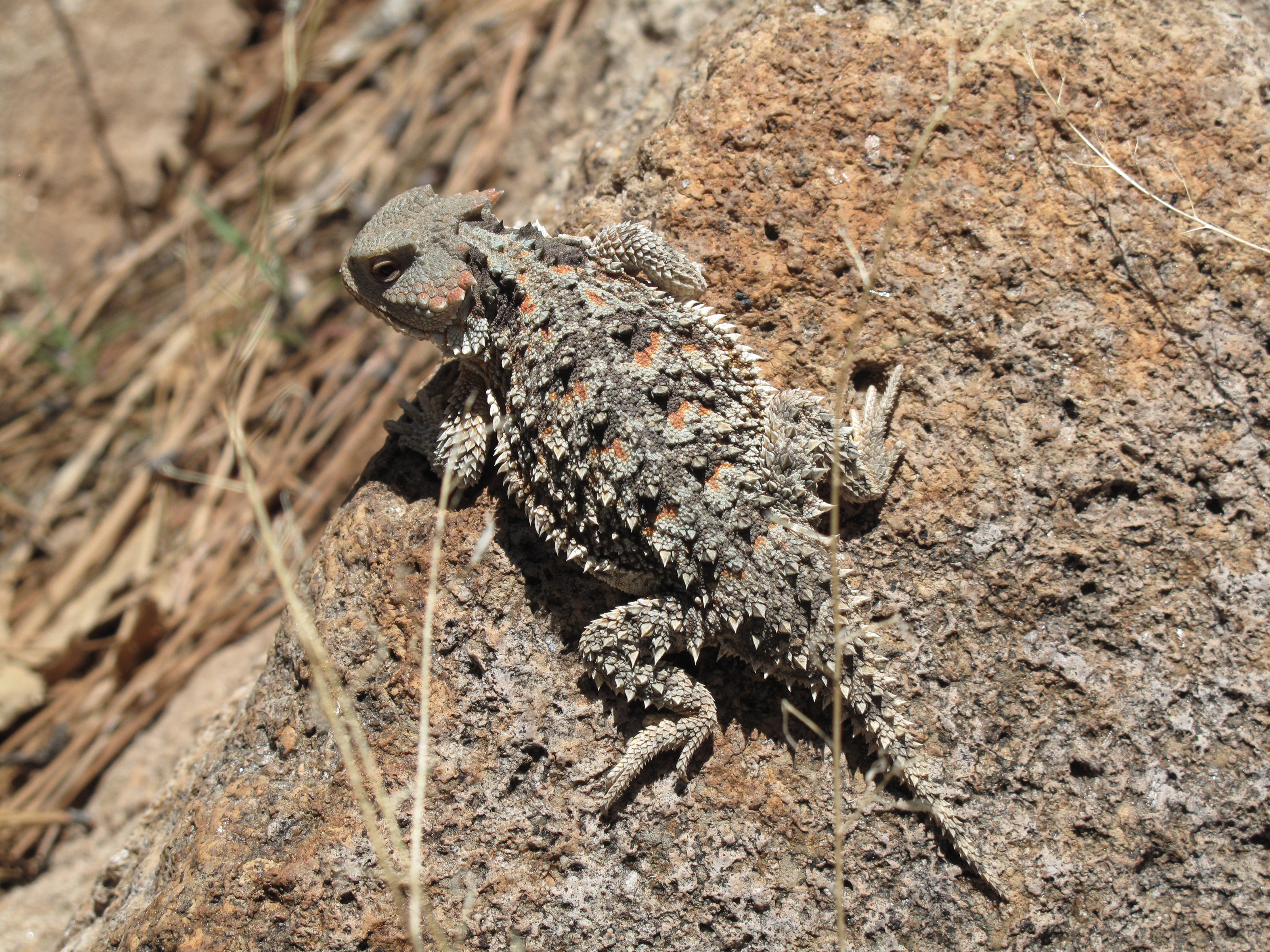 Little Elden Trail / Az Trail