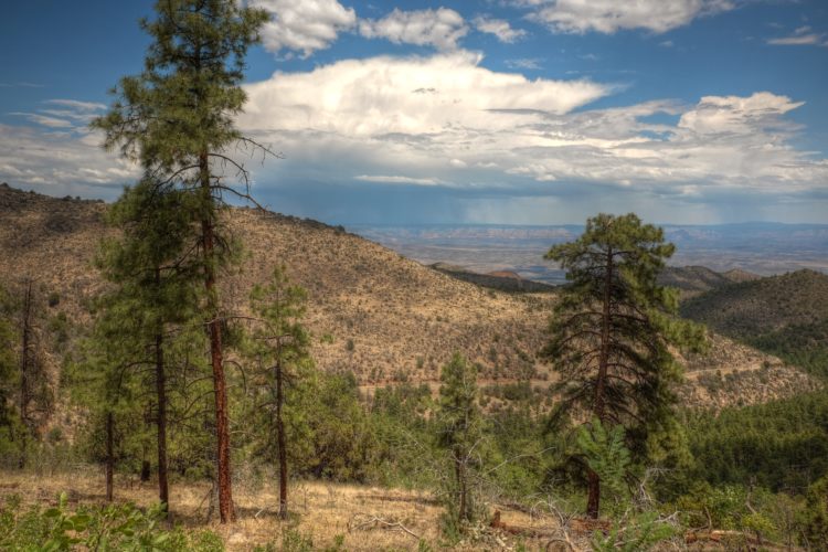 Woodchute Trail