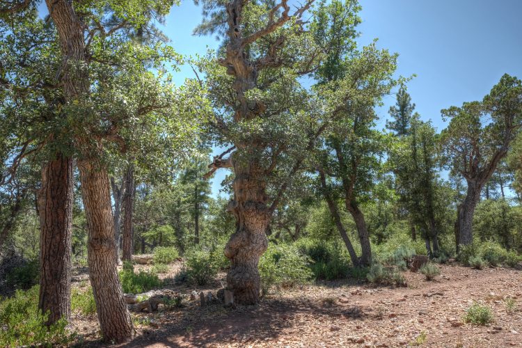 Az Trail near Pine