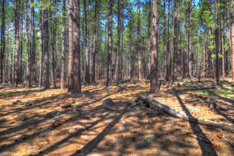 Az Trail south of Kachina Trail